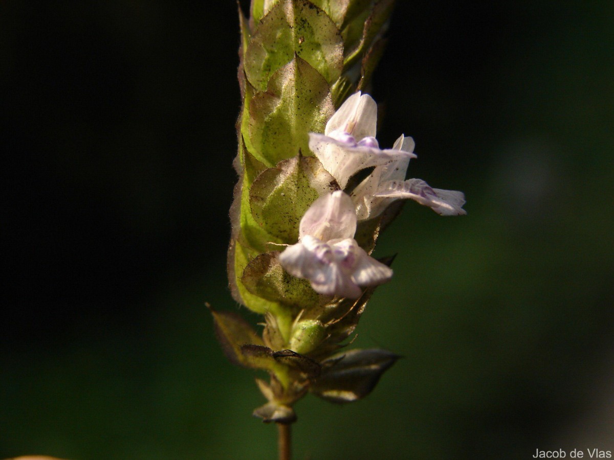 Rungia repens (L.) Nees